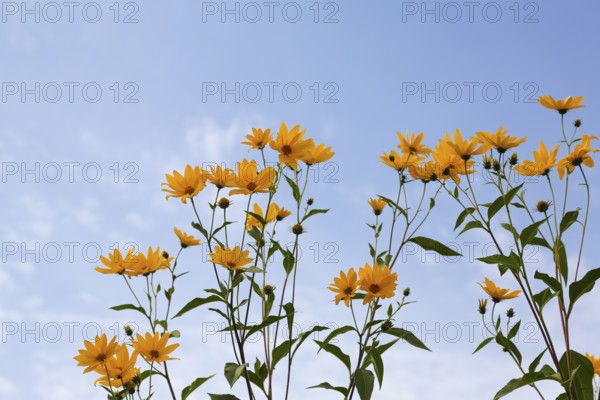 Jerusalem artichoke (Helianthus tuberosus), yellow blossom, flowers, plants, Oberuhldingen district, Uhldingen-Mühlhofen municipality, Lake Constance district, Baden-Württemberg, Germany