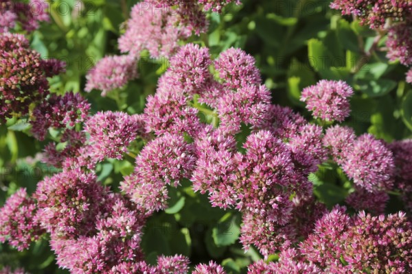 Stonecrop (Sedum), wall pepper, pink flowers, flowers, plants, Oberuhldingen district, Uhldingen-Mühlhofen municipality, Lake Constance district, Baden-Württemberg, Germany