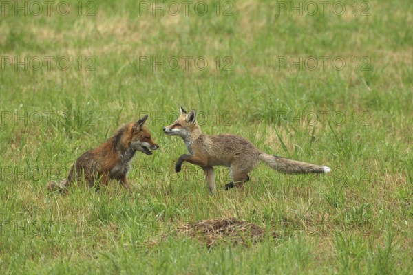 Red fox (Vulpes vulpes) male and weaned kitten, invitation to play on mown meadow in light rain, Allgäu, Bavaria, Germany, Allgäu, Bavaria, Germany
