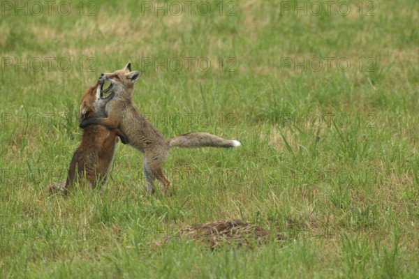 Red fox (Vulpes vulpes) male and weaned young playing on a mown meadow in light rain, Allgäu, Bavaria, Germany, Allgäu, Bavaria, Germany
