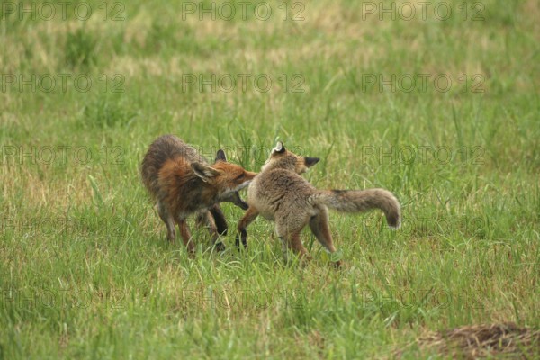 Red fox (Vulpes vulpes) male bites away weaned young, should finally become independent, mown meadow, light rain, Allgäu, Bavaria, Germany, Allgäu, Bavaria, Germany