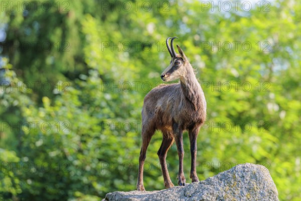 An adult female chamois (Rupicapra rupicapra) stands on a rock in beautiful light. A forest can be seen in the background.. Tyrol, Austria