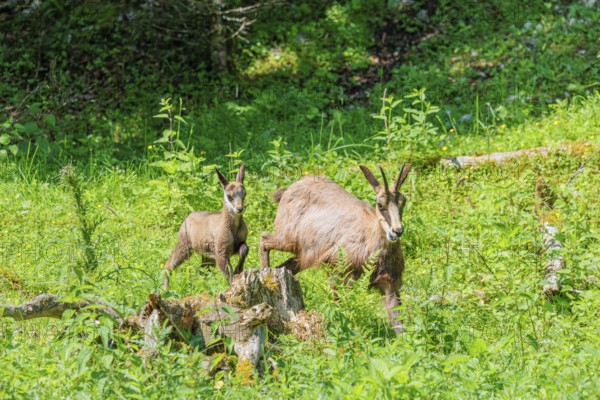An adult chamois (Rupicapra rupicapra) walks with its young through the tall grass of a green meadow on a sunny day.. Tyrol, Austria