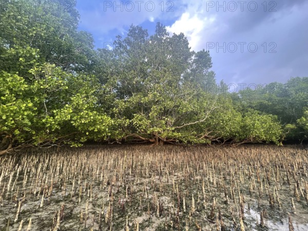 Aerial roots of the mangrove (Sonneratia alba), mangroves are among the most important ecosystems for combating the effects of climate change, coastal protection, CO2 storage, Sipaway Island, Negros, Philippines