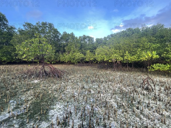 Mangroves, foreground (Rhizophora mucronata), background (Sonneratia alba), aerial roots, mangroves are among the most important ecosystems for combating the effects of climate change, coastal protection, CO2 storage, Sipaway Island, Negros, Philippines