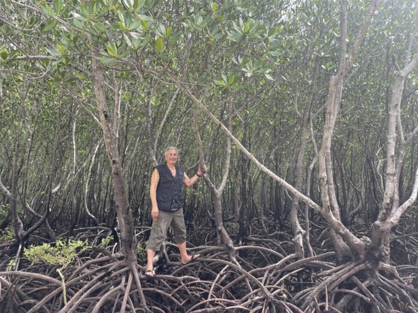 Man standing on the stilt roots of mangroves (Rhizophora mucronata), mangroves are one of the most important ecosystems to combat the consequences of climate change, coastal protection, CO2 storage, Sipaway Island, Negros, Philippines