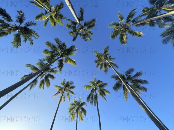 Coconut palms (Cocos nucifera), Sipaway Island, Negros, Northern Negros, Philippines