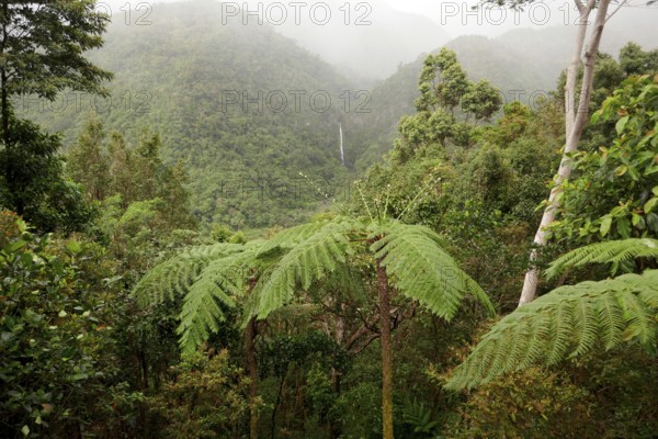 Tropical rainforest, tree fern, protected area, Northern Negros Natural Park, waterfall, Negros, Northern Negros, Philippines