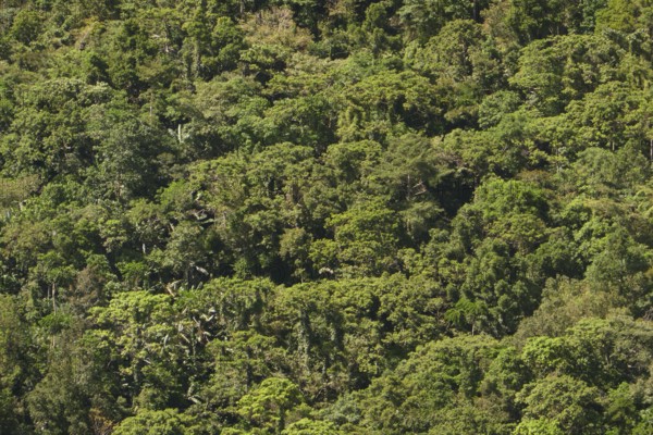 Tropical rainforest, tree fern, protected area, Northern Negros Natural Park, Negros, Northern Negros, Philippines