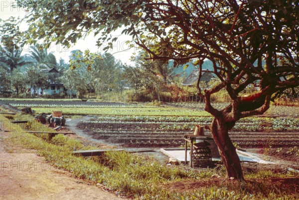 Intensive farming crops growing in fields of small farms, Singapore, southeast Asia, 1965