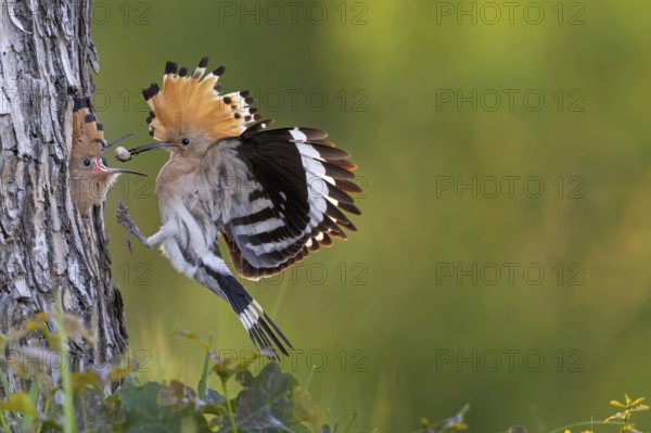 Hoopoe (Upupa epops) Bird of the Year 2022, male with food, prey, foraging, food for the young birds, erected bonnet, sunrise, interaction, breeding cave, nest, young bird begging for food, flying, on approach, wings, climate change, Middle Elbe Biosphere Reserve, Saxony-Anhalt, Germany