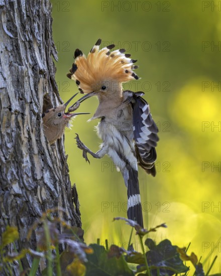 Hoopoe (Upupa epops) Bird of the Year 2022, male with food, prey, foraging, food for the young birds, erected bonnet, sunrise, interaction, breeding cave, nest, young bird begging for food, flying, on approach, wings, climate change, Middle Elbe Biosphere Reserve, Saxony-Anhalt, Germany