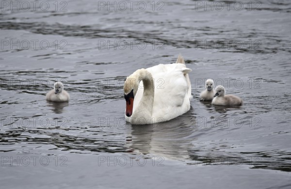 Mute swan (Cygnus olor) with offspring on the Kiel Canal, Kiel Canal, Schleswig-Holstein, Germany