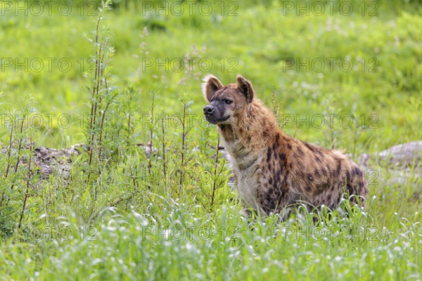 An adult female spotted hyena (Crocuta crocuta) stands in a green meadow. Southern part of Africa