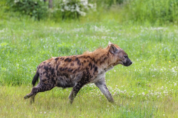 An adult female spotted hyena (Crocuta crocuta) runs across a green meadow. Southern part of Africa