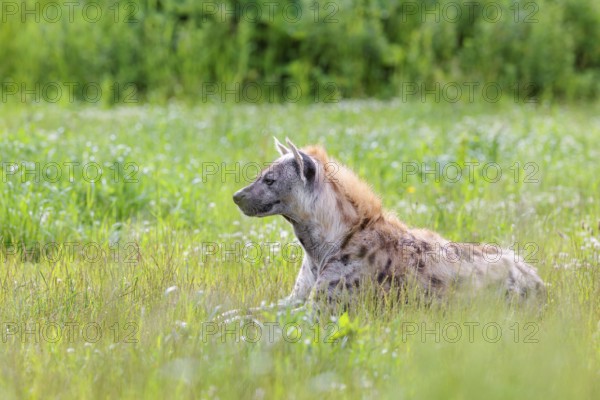 An adult male spotted hyena (Crocuta crocuta) lying in a green meadow, observing something. Southern part of Africa