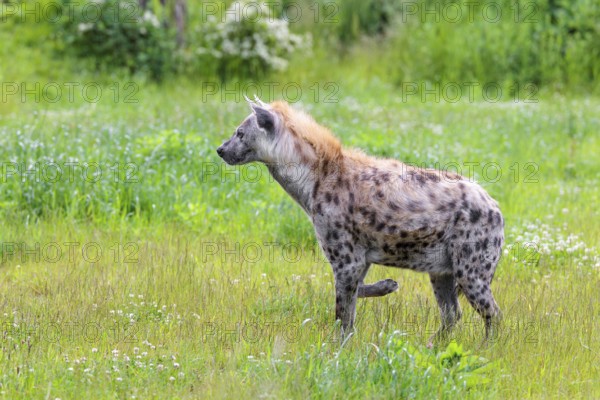 An adult male spotted hyena (Crocuta crocuta) stands in a green meadow, observing something. Southern part of Africa