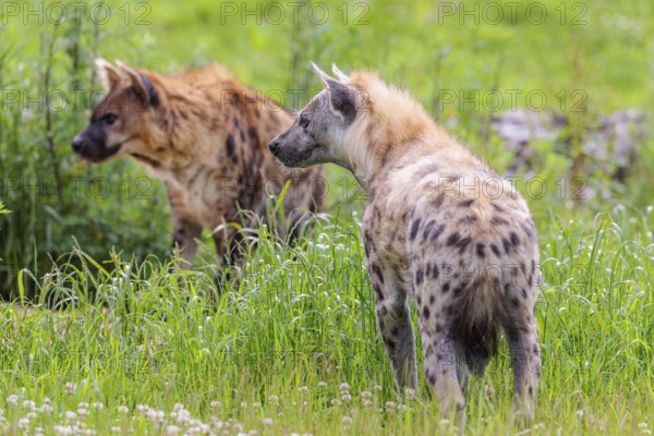 An adult male and a female spotted hyena (Crocuta crocuta) standing on a green meadow, observing something. Southern part of Africa