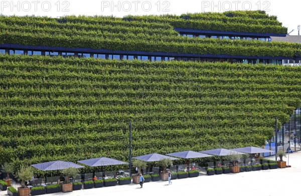 Climate protection. Europe's largest green façade 30, 000 young hornbeams thrive on the roof and sloping walls of the Kö-Bogen 2 commercial complex, Düsseldorf, North Rhine-Westphalia, Germany