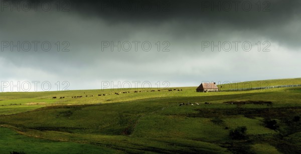Auvergne Volcanoes Regional Natural Park. Cezallier. Herd of cows near a farmhouse (buron) under a cloudy sky.Puy de Dome. Auvergne-Rhone-Alpes.France