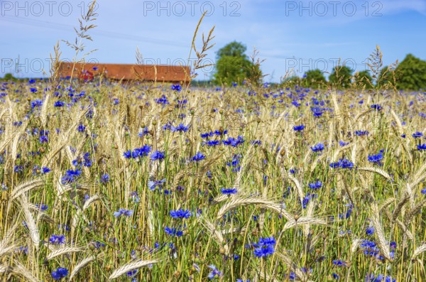Epic landscape of a cornfield with cornflowers in midsummer in rural surroundings near Sunnersberg, Lidköping, Västergötland, Västra Götalands län, Sweden