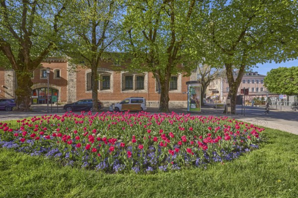 Square, flower bed, tulips (Tulipa), lawn, tree, parking lane with vehicles, general architecture, pavement, blue sky, cloudless, Unterer Lindenplatz, Bad Reichenhall, district Berchtesgadener Land, Bavaria, Germany