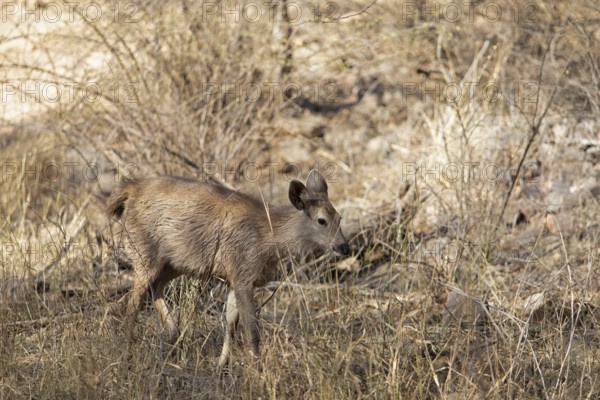 Sambar or sambar deer or horse deer (Cervus unicolor or Rusa unicolor) in the dry forest in Ranthambore National Park, Rajasthan, India