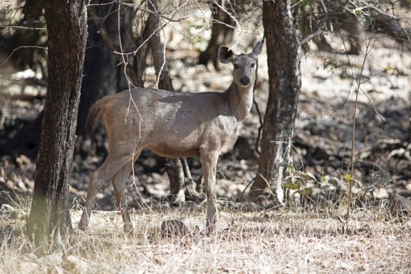 Sambar or sambar deer or horse deer (Cervus unicolor or Rusa unicolor) in the dry forest, Ranthambore National Park, Rajasthan, India