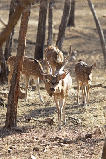 Axis deer or chitals (Axis axis) in the dry forest, Ranthambore National Park, Rajasthan, India
