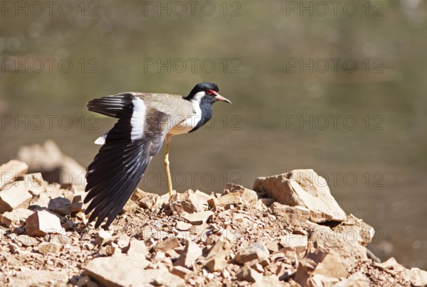 Red lapwing (Vanellus indicus) in Ranthambore National Park, Rajasthan, India