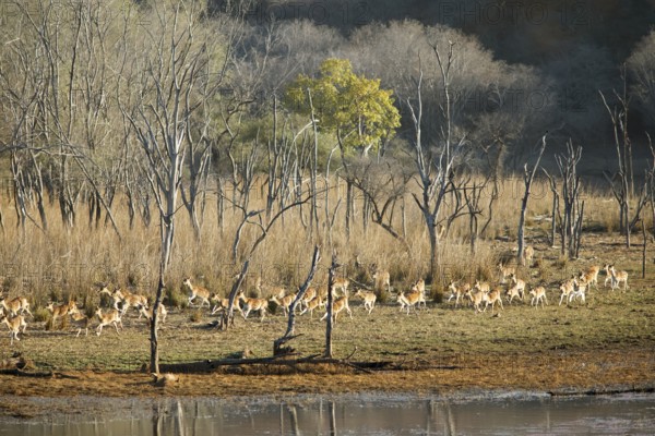 Herd of fleeing Axis deer or chitals (Axis axis) in the dry forest, Ranthambore National Park, Rajasthan, India