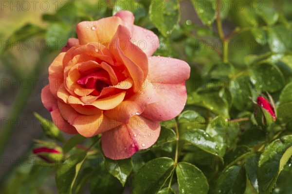 Red blossom of the shrub rose with water droplets and buds, North Rhine-Westphalia, Germany