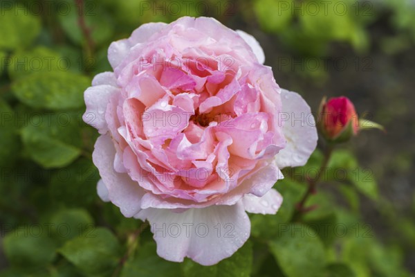 Flower of the shrub rose with water droplets, bud next to it, North Rhine-Westphalia, Germany