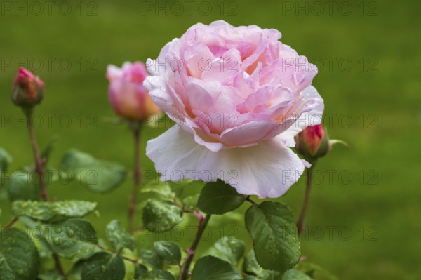 Pink blossom of shrub rose with water droplets, buds next to it, green background, North Rhine-Westphalia, Germany