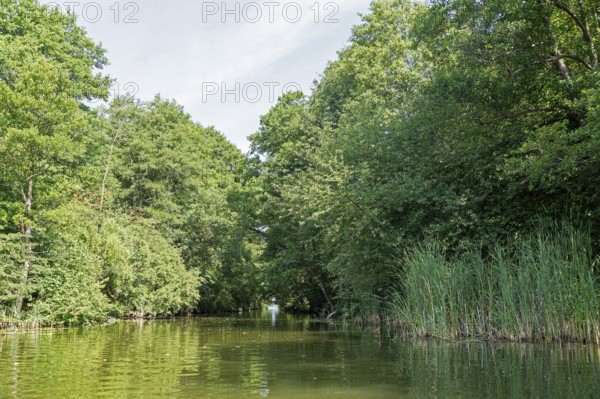 Canal between Leppinsee and Woterfitzsee, trees, Müritz National Park, Mecklenburg Lake District, Mecklenburg-Western Pomerania, Germany