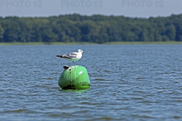 Gull, Mew Gull (Larus canus) sitting on a buoy, Woterfitzsee, Müritz National Park, Mecklenburg Lake District, Mecklenburg-Western Pomerania, Germany