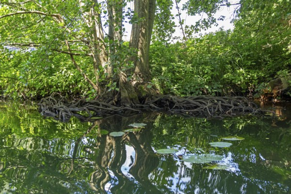 Rootstock of a tree, Alte Fahrt canal between Bolter Schleuse lock and Caarpsee lake, Müritz National Park, Mecklenburg Lake District, Mecklenburg-Western Pomerania, Germany