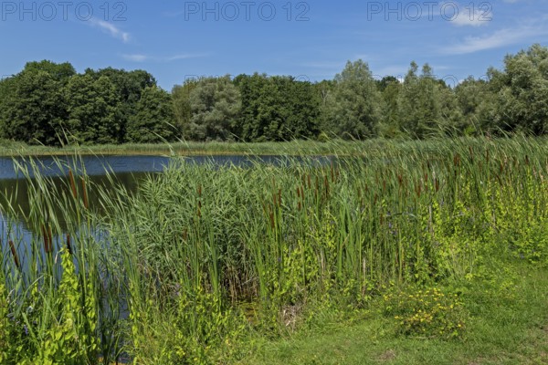 Fish pond, Fischers Land Boek, Mecklenburg Lake District, Mecklenburg-Western Pomerania, Germany