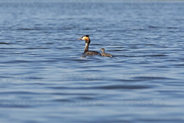 Great Crested Grebe (Podiceps ribbonfish) with juvenile, Leppinsee, Rechlin, Mecklenburg Lake District, Mecklenburg-Western Pomerania, Germany