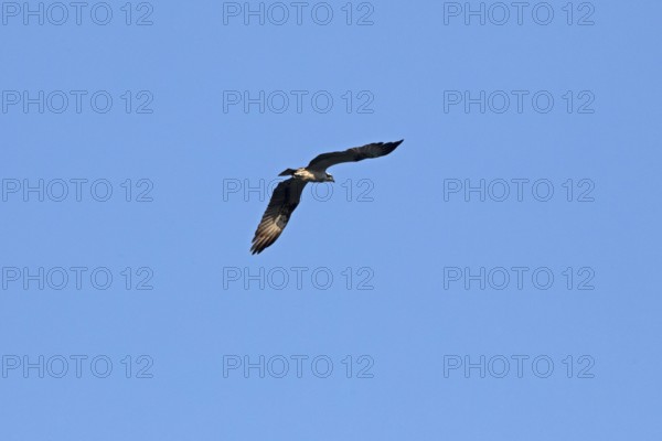 Osprey (Pandion haliaetus) in flight over Lake Leppin, Rechlin, Mecklenburg Lake District, Mecklenburg-Western Pomerania, Germany