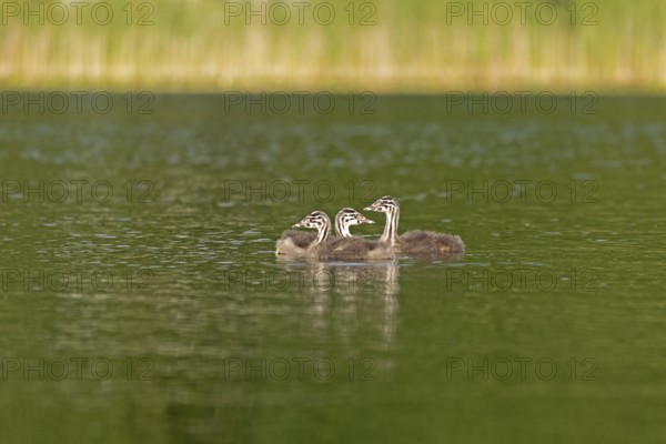Young great crested grebe (Podiceps ribbonfish), Leppinsee, Rechlin, Mecklenburg Lake District, Mecklenburg-Western Pomerania, Germany