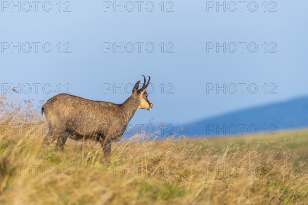 Chamois (Rupicapra rupicapra) on a meadow in the Vosges Mountains, wildlife, France
