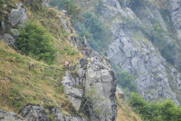 Chamois (Rupicapra rupicapra) on a mountain cliff in the Vosges Mountains, wildlife, France