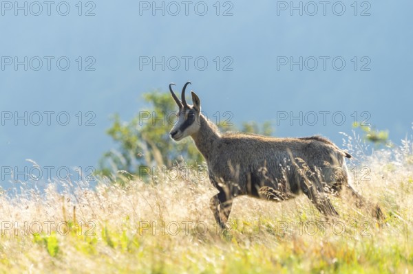 Chamois (Rupicapra rupicapra) on a meadow in the Vosges Mountains, wildlife, France