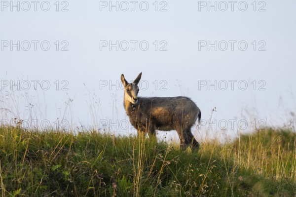 Chamois (Rupicapra rupicapra) youngster on a meadow in the Vosges Mountains, wildlife, France