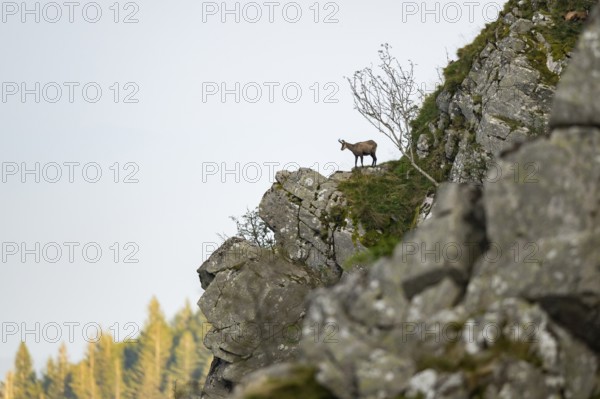 Chamois (Rupicapra rupicapra) on a mountain cliff in the Vosges Mountains, wildlife, France