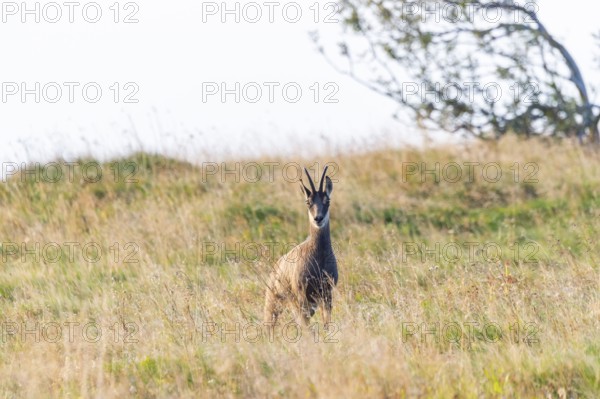 Chamois (Rupicapra rupicapra) on a meadow in the Vosges Mountains, wildlife, France