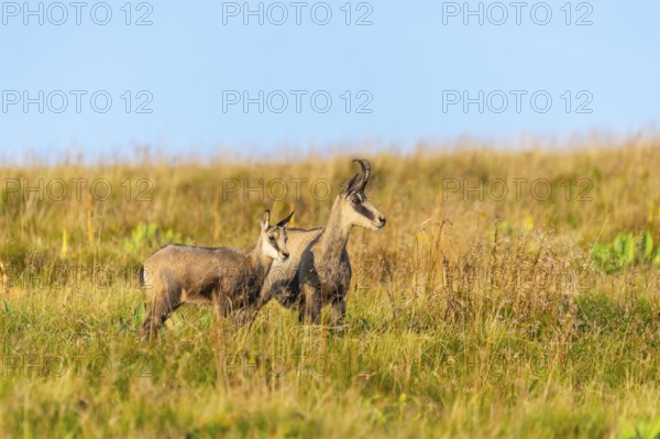 Chamois (Rupicapra rupicapra) mother with her youngster on a meadow in the Vosges Mountains, wildlife, France