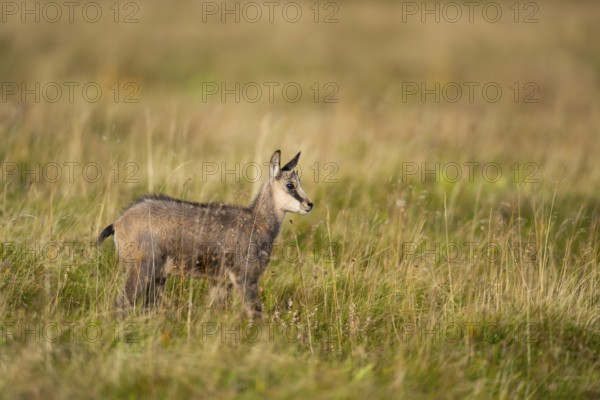 Chamois (Rupicapra rupicapra) youngster on a meadow in the Vosges Mountains, wildlife, France