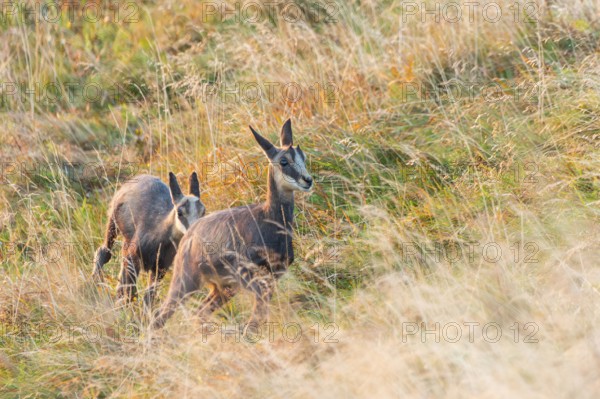 Chamois (Rupicapra rupicapra) youngster on a meadow in the Vosges Mountains, wildlife, France